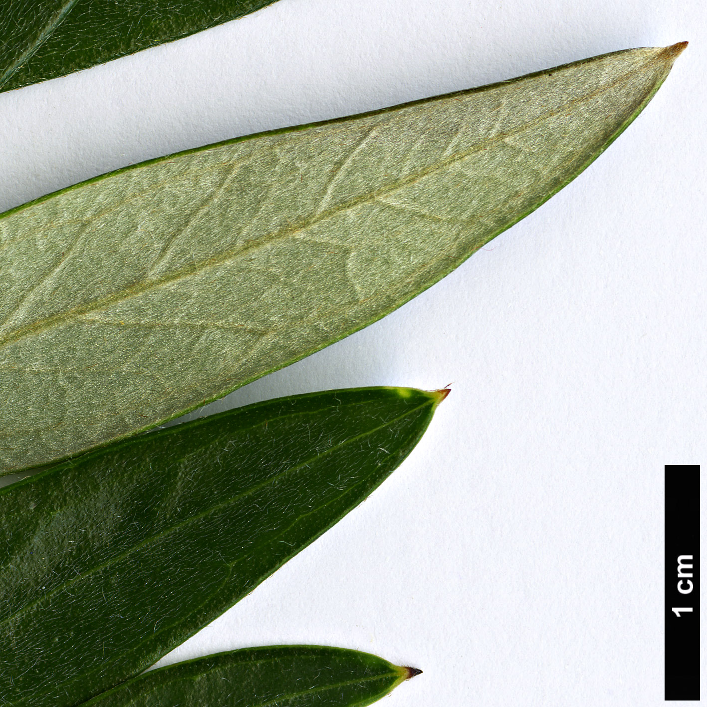 High resolution image: Family: Proteaceae - Genus: Grevillea - Taxon: victoriae - SpeciesSub: ‘Marshall Olbrich’